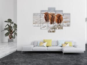 Slika - Škotske krave (150x105 cm)