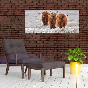 Slika - Škotske krave (120x50 cm)