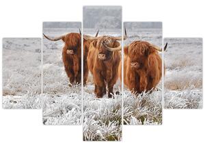 Slika - Škotske krave (150x105 cm)