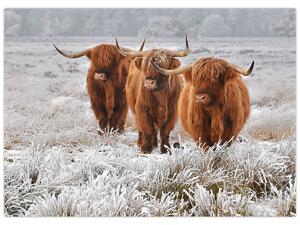 Slika - Škotske krave (70x50 cm)