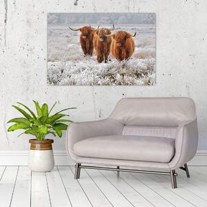 Slika - Škotske krave (90x60 cm)