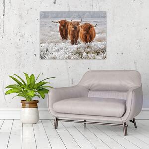 Slika - Škotske krave (70x50 cm)