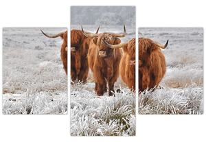 Slika - Škotske krave (90x60 cm)