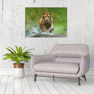 Slika - Tigar koji trči (70x50 cm)