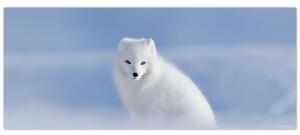 Slika - Arktička lisica (120x50 cm)