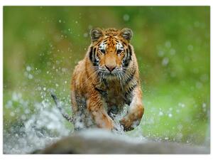 Slika - Tigar koji trči (70x50 cm)