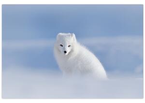 Slika - Arktička lisica (90x60 cm)