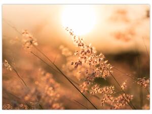 Slika - Trava na suncu (70x50 cm)