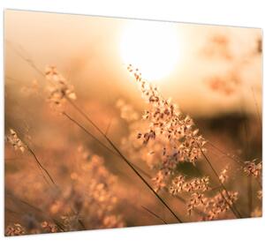 Slika - Trava na suncu (70x50 cm)
