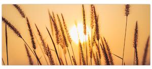 Slika - Trave na suncu (120x50 cm)