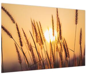 Slika - Trave na suncu (90x60 cm)
