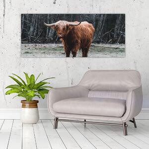 Slika - Škotska krava 2 (120x50 cm)