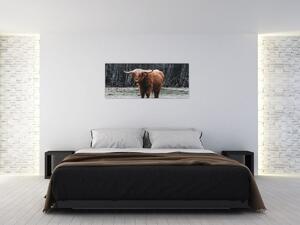 Slika - Škotska krava 2 (120x50 cm)