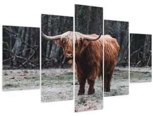 Slika - Škotska krava 2 (150x105 cm)
