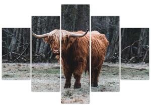 Slika - Škotska krava 2 (150x105 cm)