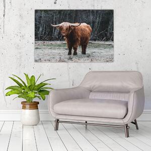 Slika - Škotska krava 2 (90x60 cm)