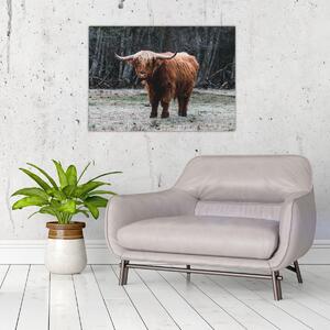 Slika - Škotska krava 2 (70x50 cm)