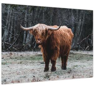 Slika - Škotska krava 2 (70x50 cm)