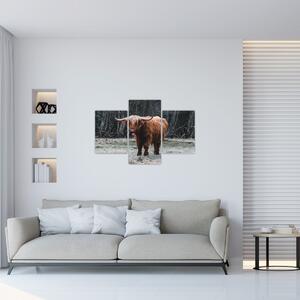Slika - Škotska krava 2 (90x60 cm)