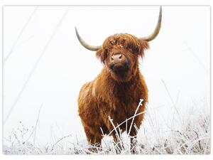 Slika - Škotska krava (70x50 cm)
