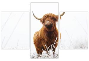 Slika - Škotska krava (90x60 cm)