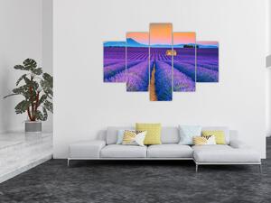 Slika - Polje lavande (150x105 cm)