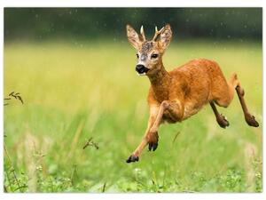 Slika - Bambi (70x50 cm)