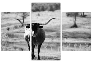 Slika - Krava, crno-bijela (90x60 cm)