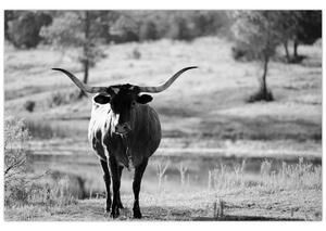 Slika - Krava, crno-bijela (90x60 cm)
