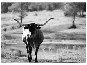 Slika - Krava, crno-bijela (70x50 cm)