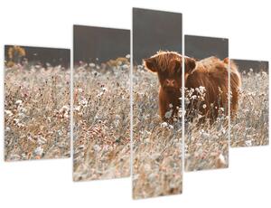 Slika - Škotska krava u cvijeću (150x105 cm)