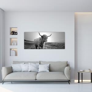 Slika - Škotska krava, crno-bijela (120x50 cm)