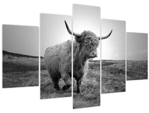 Slika - Škotska krava, crno-bijela (150x105 cm)