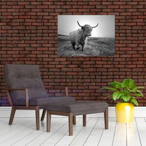 Slika - Škotska krava, crno-bijela (70x50 cm)