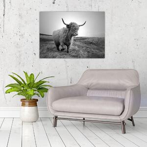 Slika - Škotska krava, crno-bijela (70x50 cm)
