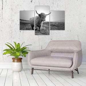 Slika - Škotska krava, crno-bijela (90x60 cm)