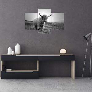 Slika - Škotska krava, crno-bijela (90x60 cm)