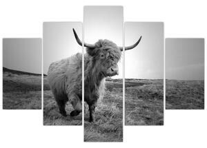Slika - Škotska krava, crno-bijela (150x105 cm)