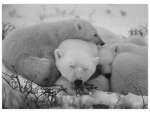 Slika - Polarni medvjedi, crno-bijela (70x50 cm)