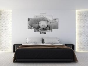 Slika - Polarni medvjedi, crno-bijela (150x105 cm)