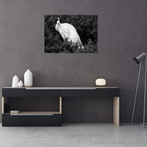 Slika - Paun, crno-bijela (70x50 cm)