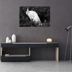 Slika - Paun, crno-bijela (90x60 cm)