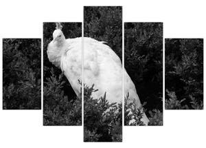 Slika - Paun, crno-bijela (150x105 cm)