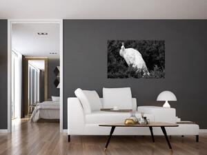 Slika - Paun, crno-bijela (90x60 cm)