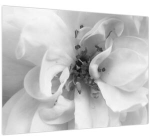 Slika - Cvijet, crno-bijela (70x50 cm)