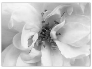 Slika - Cvijet, crno-bijela (70x50 cm)