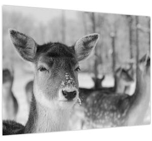 Slika - Bambi, crno-bijela (70x50 cm)