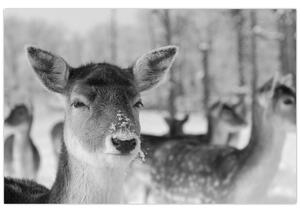Slika - Bambi, crno-bijela (90x60 cm)