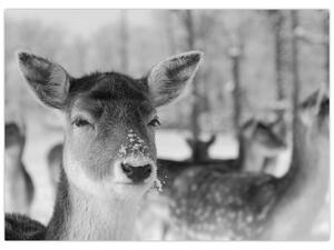 Slika - Bambi, crno-bijela (70x50 cm)