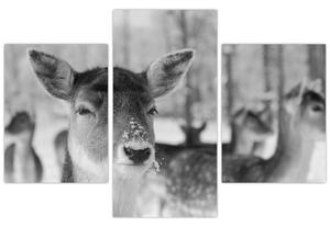 Slika - Bambi, crno-bijela (90x60 cm)